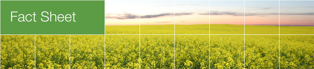 Fact Sheet