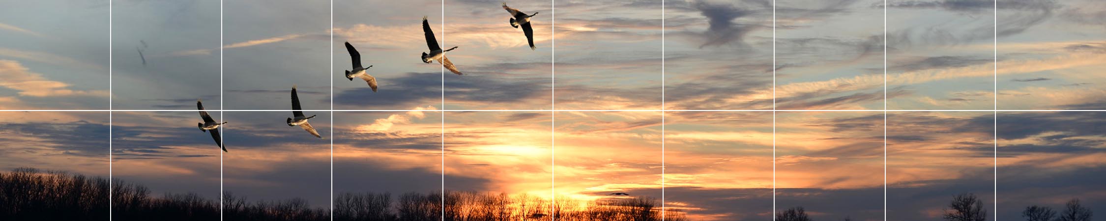 Troupeau d’oies canadiennes en vol