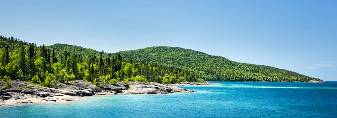 Forêt et rivage rocheux