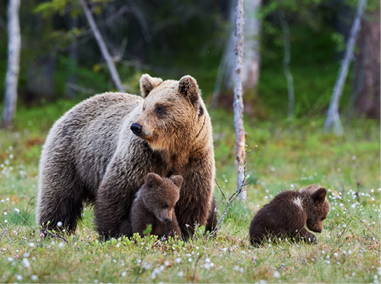 Ourse et ses oursons
