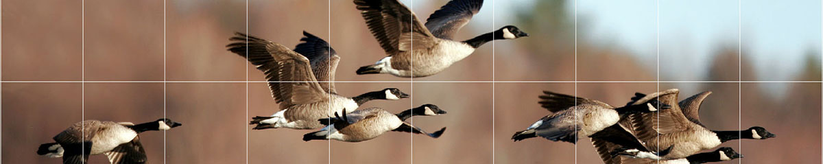 Bernaches du Canada en vol
