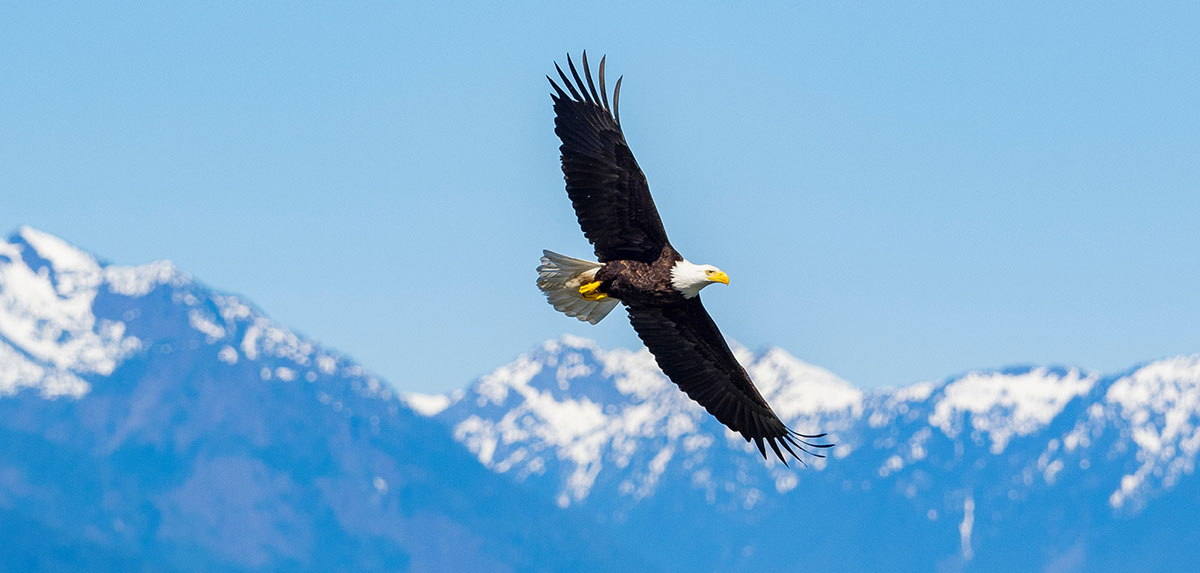 Un aigle vole
