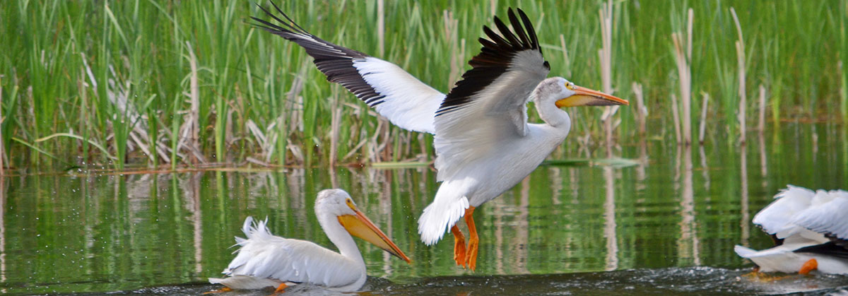 Pélicans blancs au long d’une rivière dans le nord de la Saskatchewan, au Canada