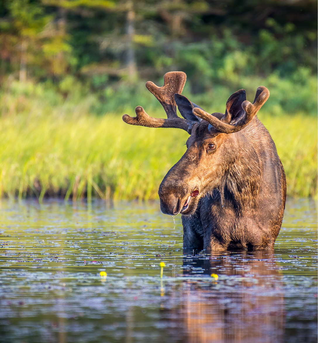 Un orignal mâle mangeant des nénuphars dans le lac tôt le matin. Tourné dans le parc provincial Algonquin, Ontario, Canada.