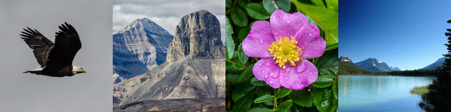 Aigle chauge, montagnes, fleur, lac