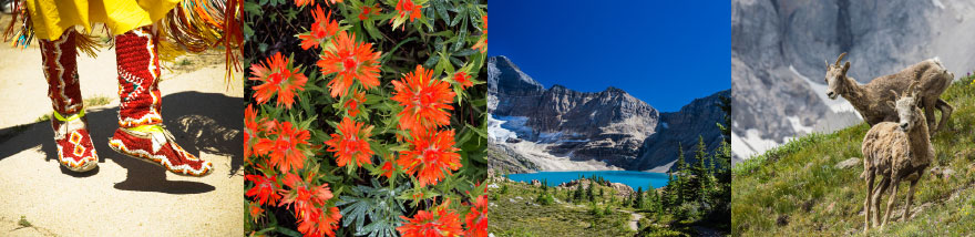 Danse autochtone, fleur, lac, moutons de montagne
