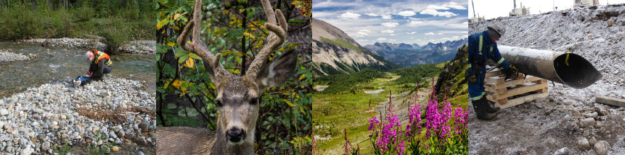 Inspection, cerf, vallée de rivière, inspection