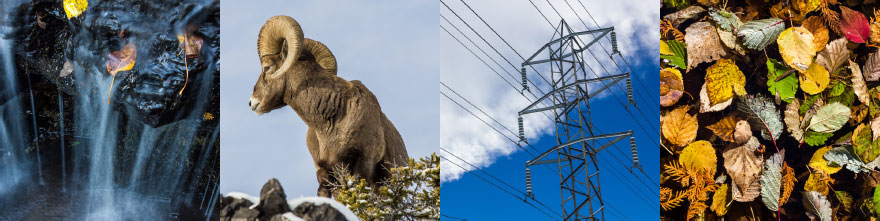 Chute d'eau, mouflon, tour de transmission, feuilles mortes