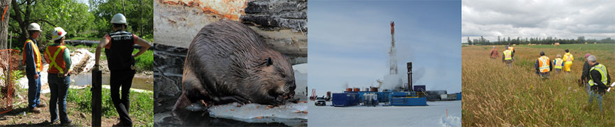 Inspection, castor, Nord, inspection