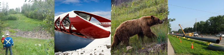 Inspection, pont, ours, site de construction de pipeline