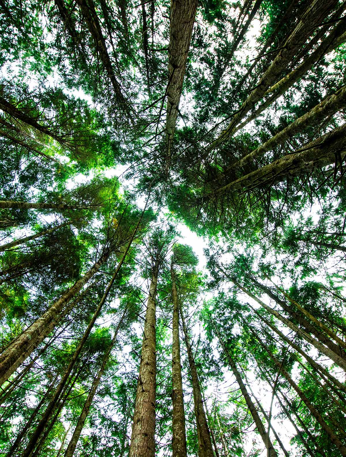 Vue de dessous de grands arbres verts