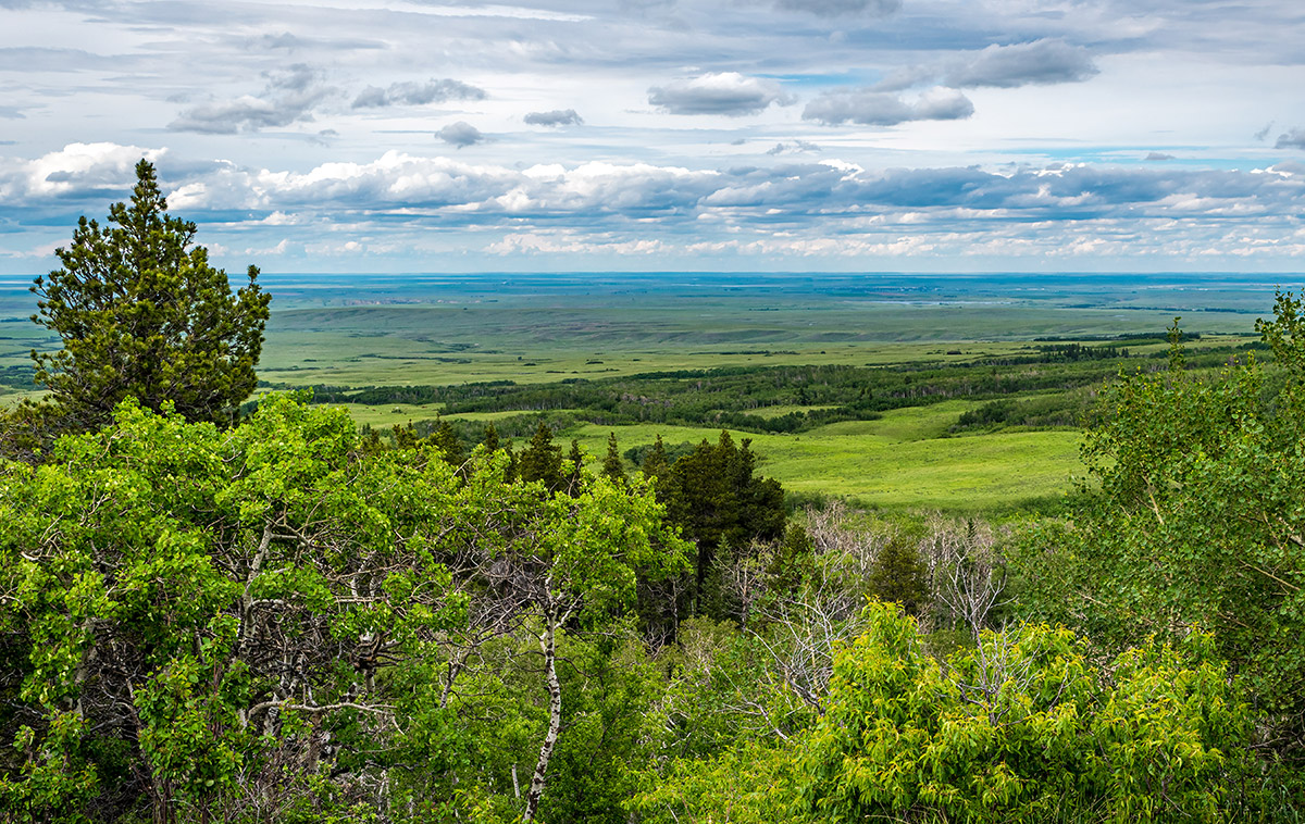 Vue de collines dans la forêt