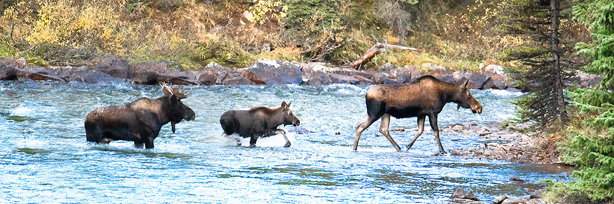 Deux orignaux adultes, accompagnés d’un petit orignal, traversant une rivière bordée d’arbres