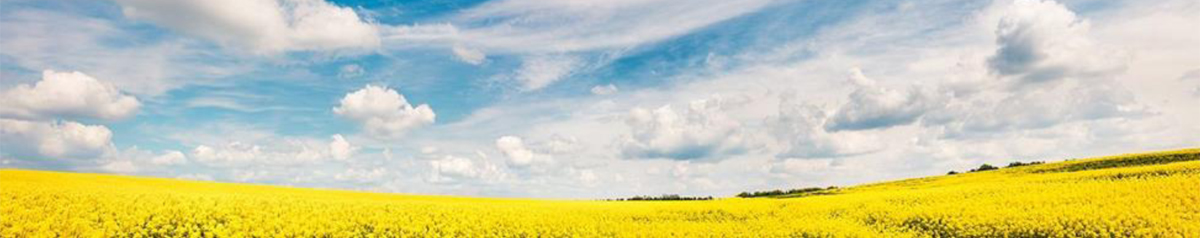 Figure&nbsp;10 &ndash; Vaste champ de canola qui pousse sous un ciel bleu et ensoleillé.