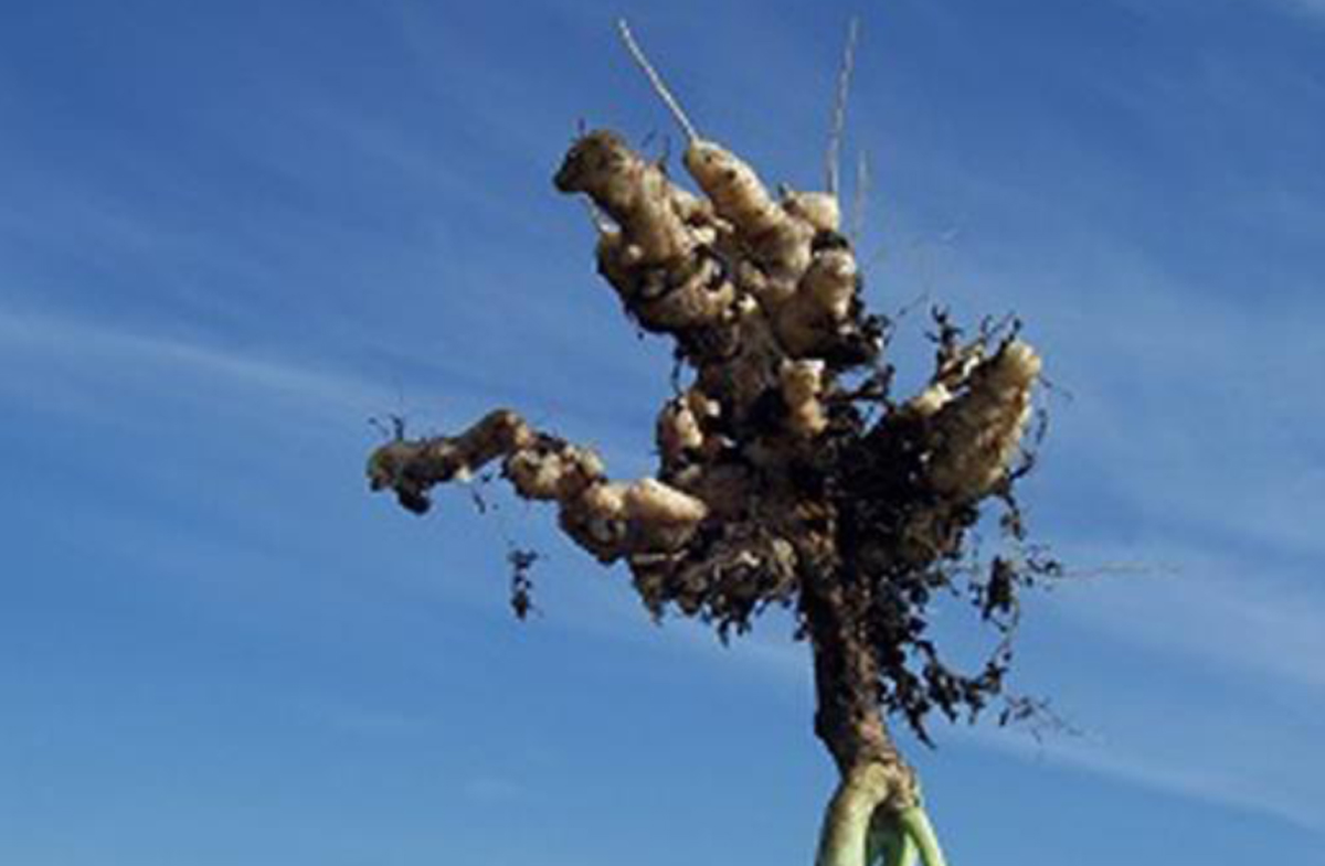 Figure&nbsp;12 &ndash; Plante dont le système racines est atteint de la hernie des crucifères.