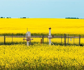 Figure&nbsp;2&nbsp;: Valve site in a canola field.
