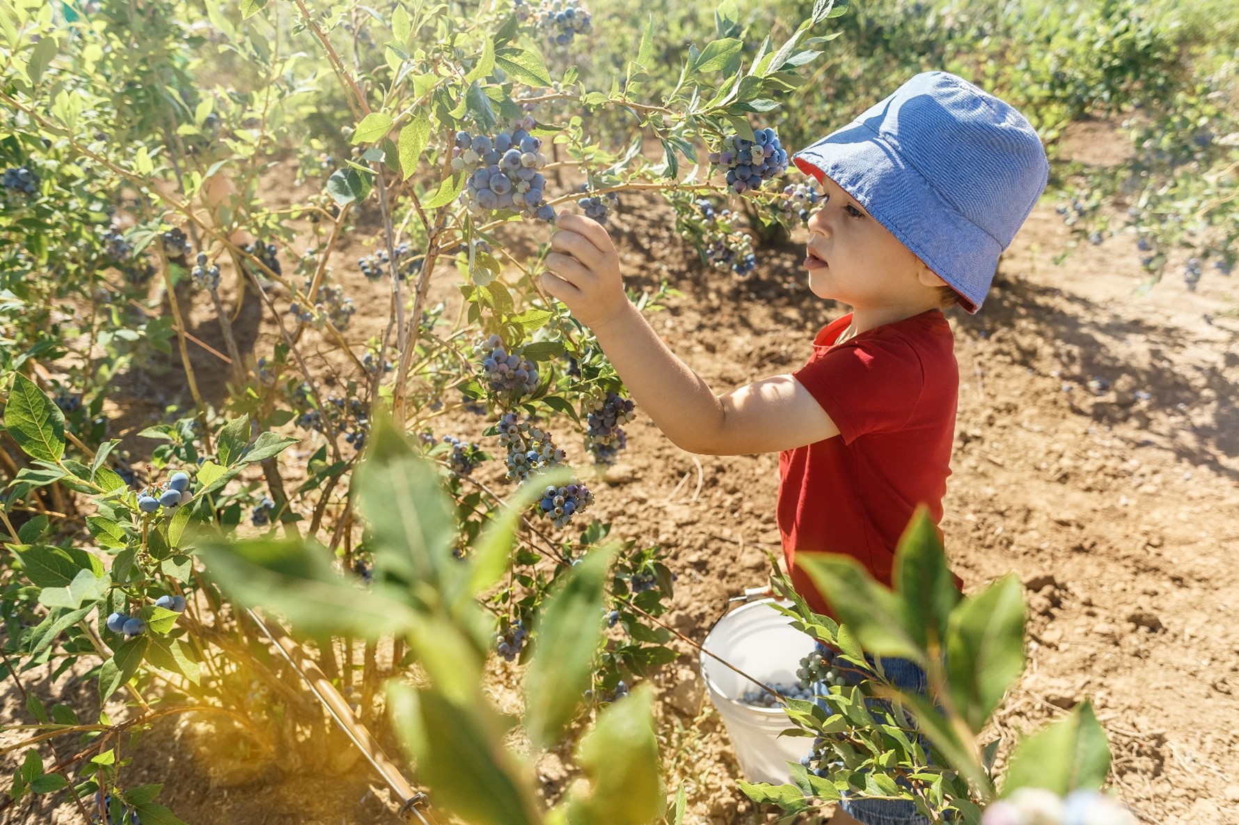 Figure&nbsp;1 &ndash; Un enfant cueille une grappe de raisins.