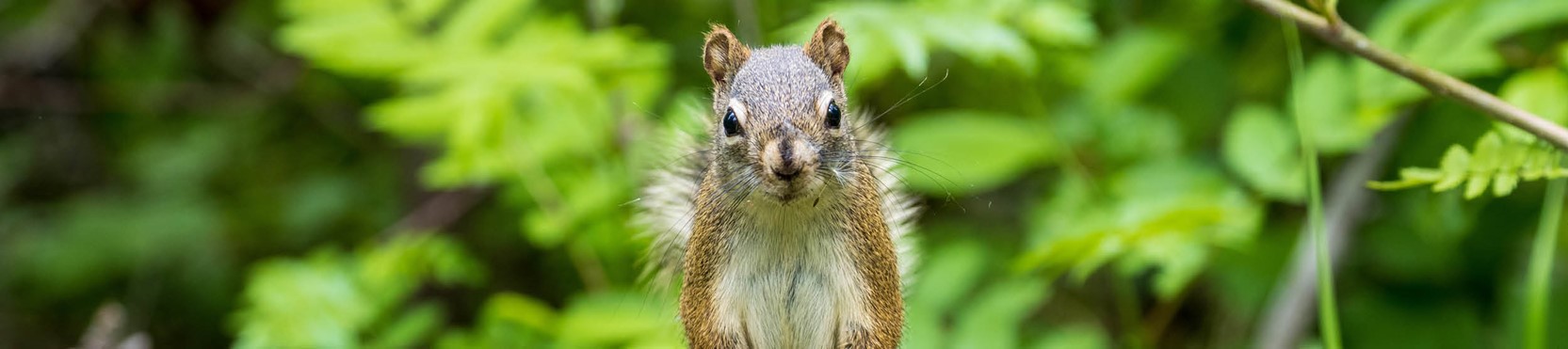 Squirrel