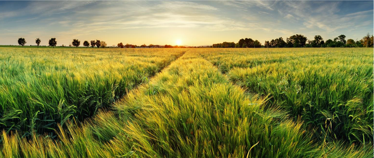 Figure&nbsp;4 &ndash; Rural landscape in Southern Alberta