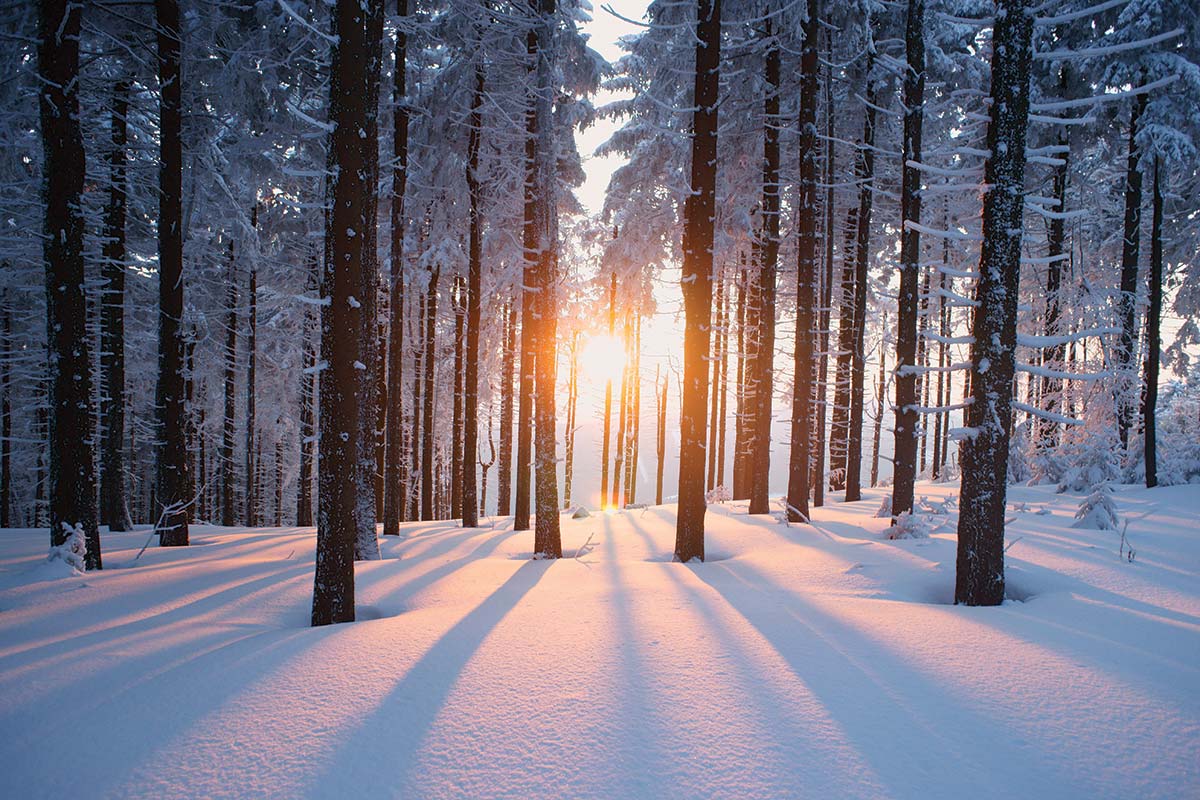 Figure&nbsp;1- Sun rays piercing through the snow-covered forest.