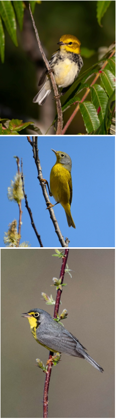 Figure&nbsp;7 &ndash; Photos of the yellow warbler, one of the most common species in North America.