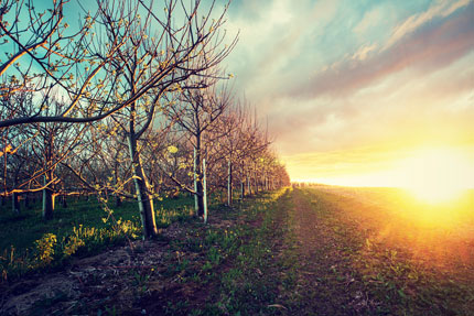 Early spring leaves bud on apple trees in an orchard at sunrise