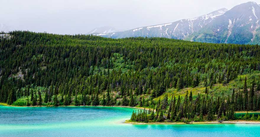Detail of the treeline along the edge of Emerald Lake, Yukon