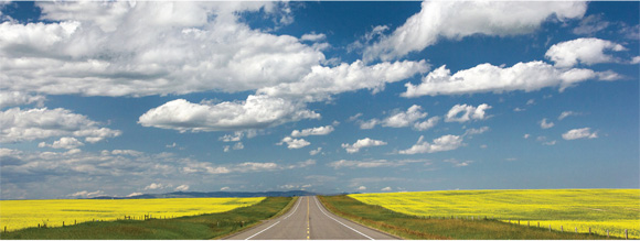 A road going through a canola field