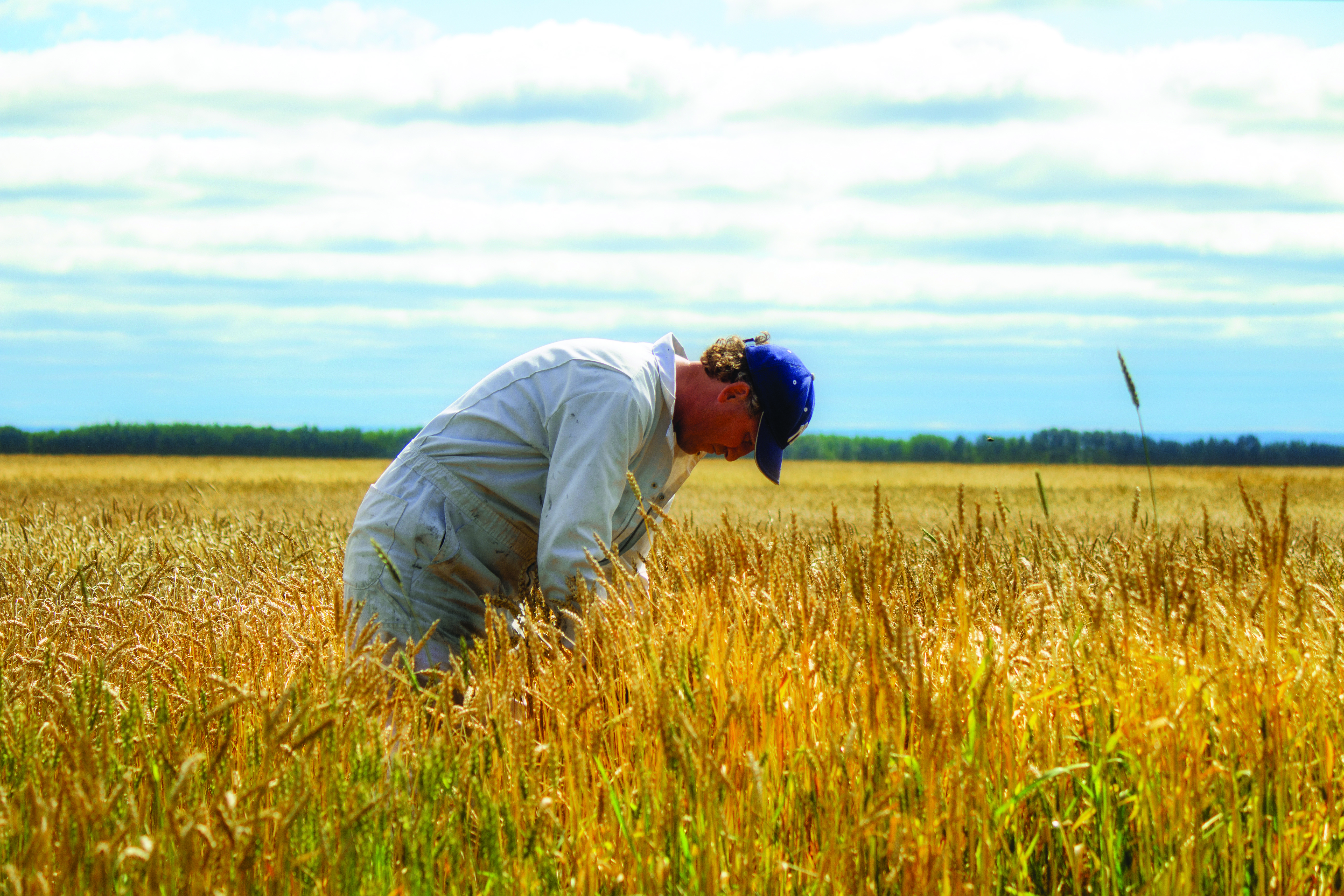 A male farmer wearing coveralls bends over slightly, checking a ripening crop of wheat in a open field on a cloudy summer day.