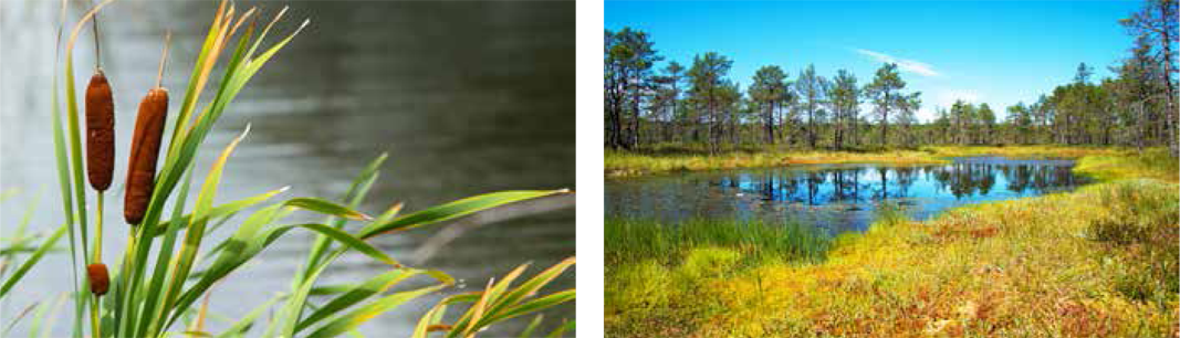 A marsh with trees standing in the background.
