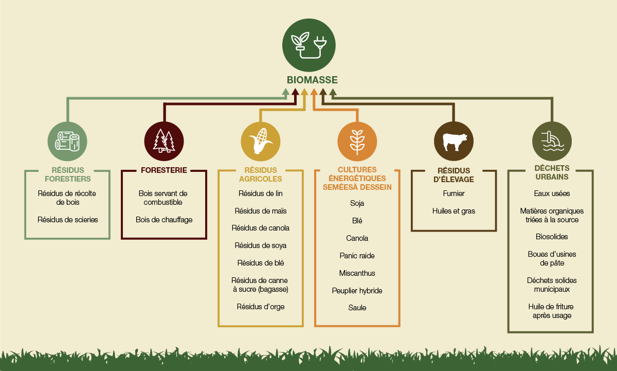 Différents types de biomasse comme charge d’alimentation