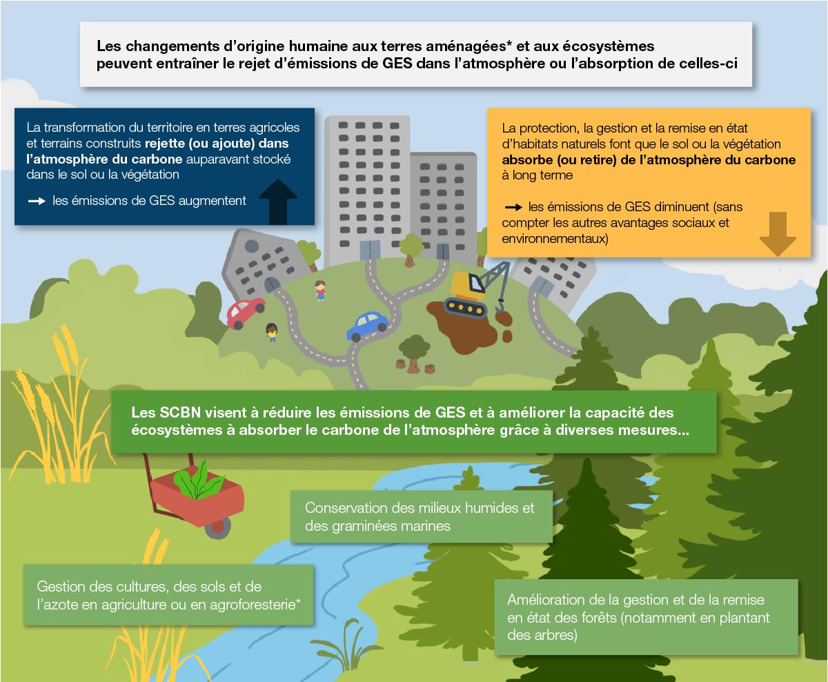 Infographie montrant l'impact des changements naturels causés par l'homme sur les émissions de GES.